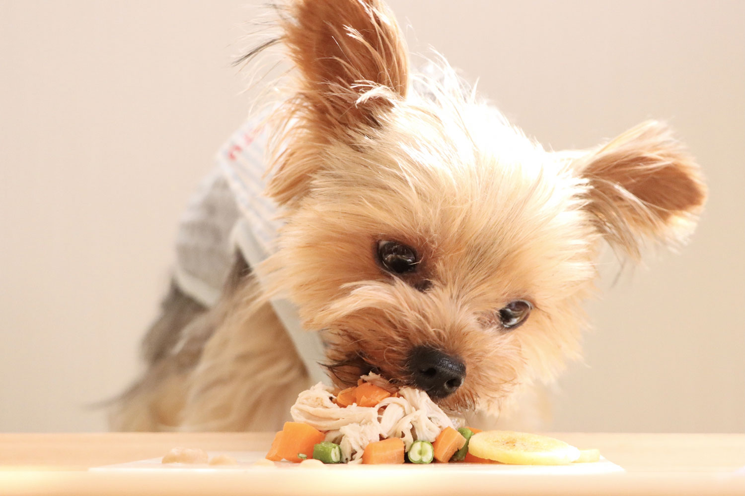 HAJIME 愛犬食事