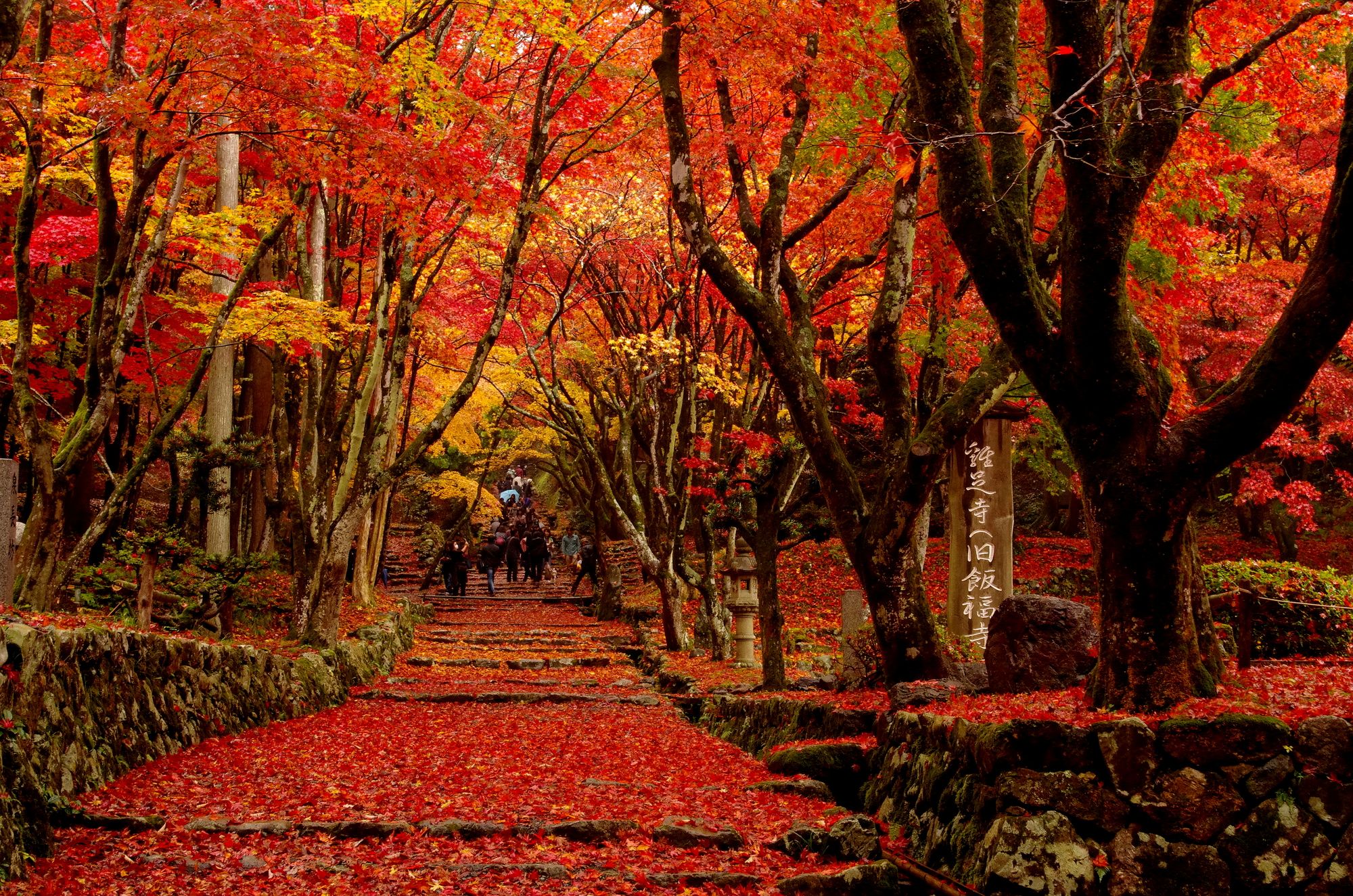 鶏足寺の参道の紅葉