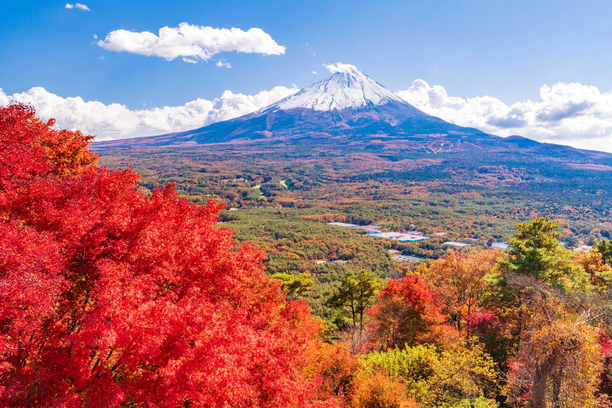 紅葉台の紅葉