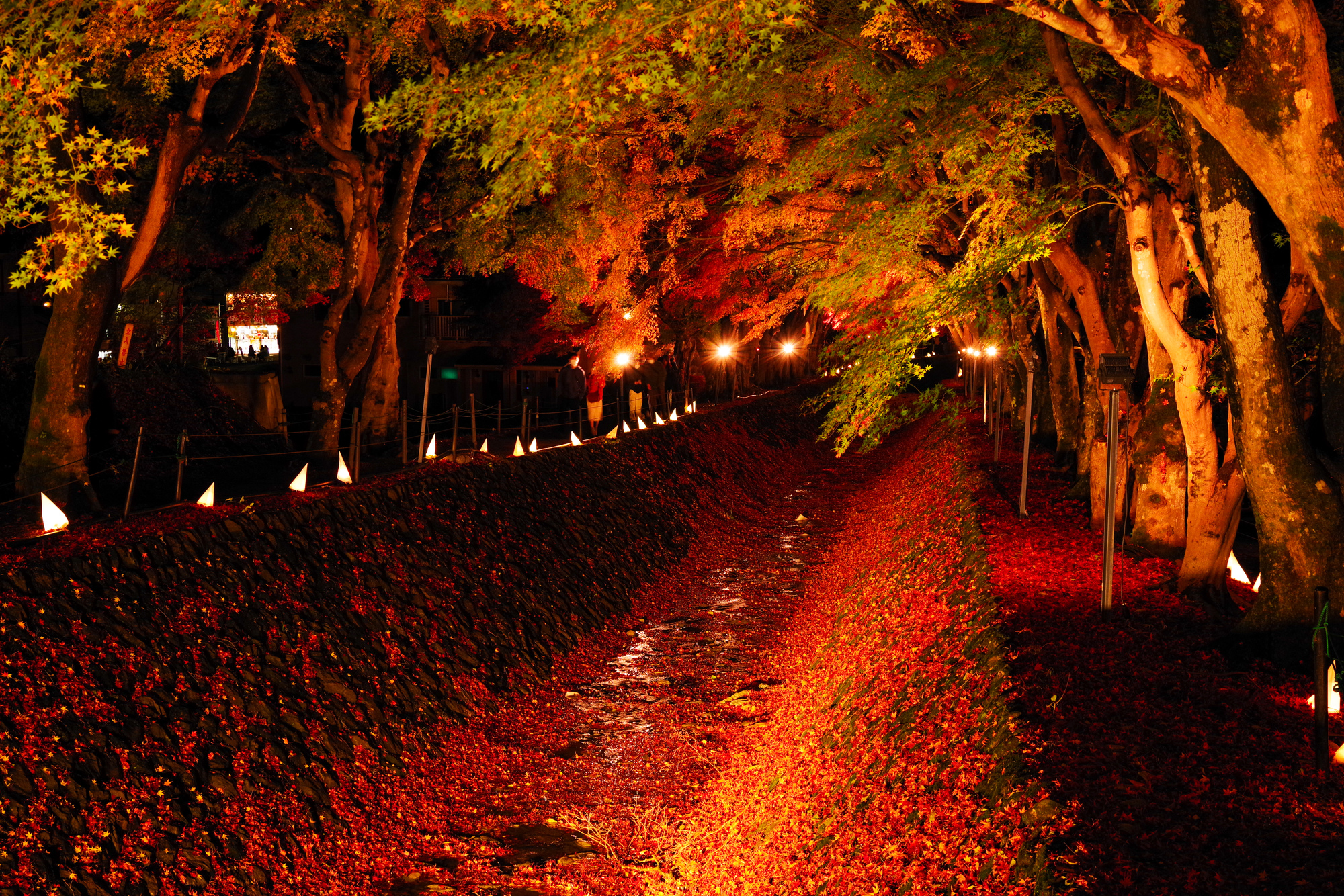 もみじ回廊の紅葉のトンネル