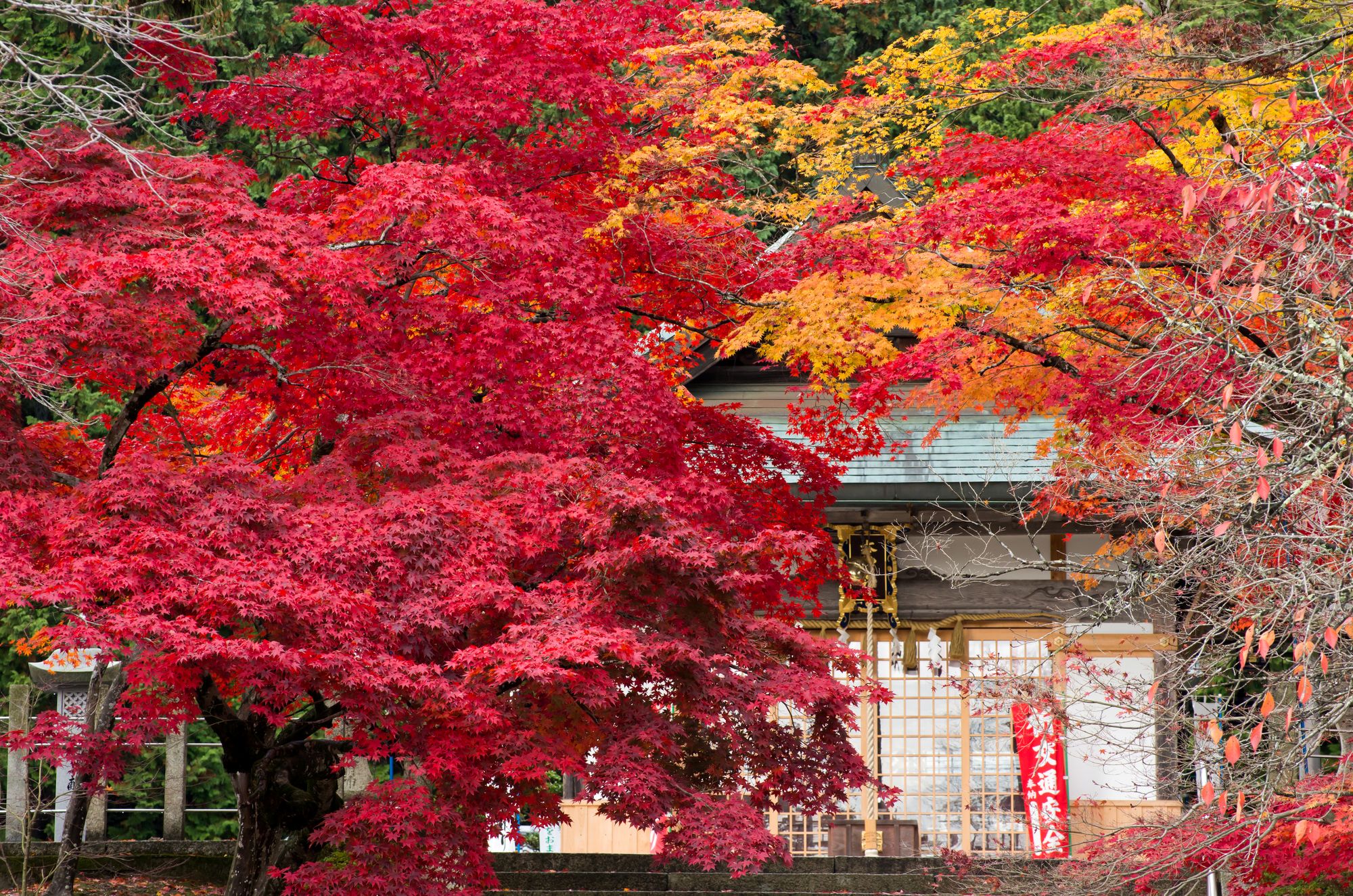 大荒比古神社の紅葉