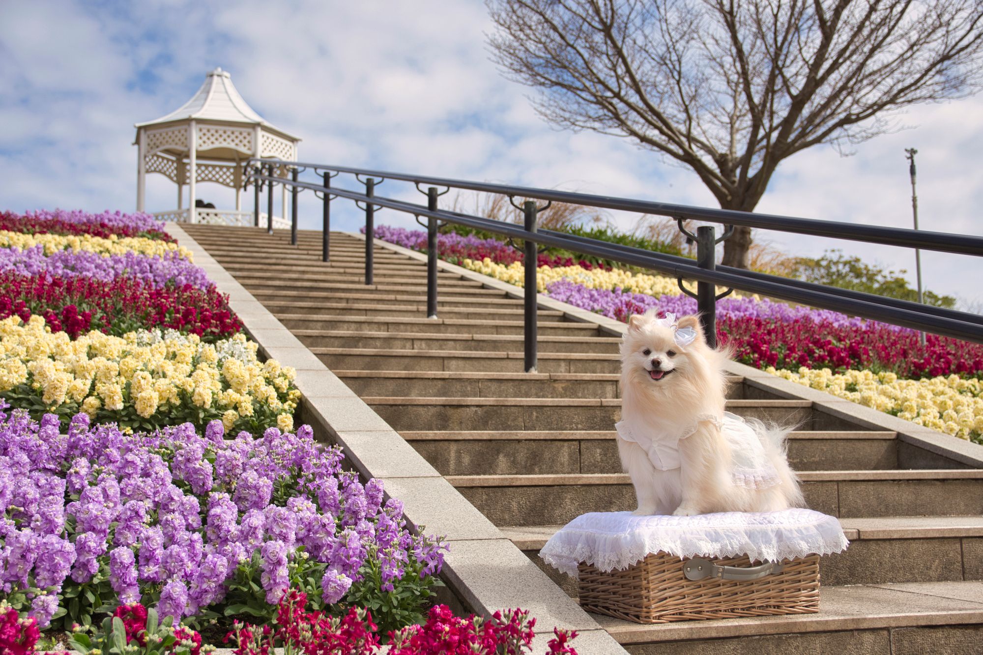 花壇の階段で過ごす愛犬