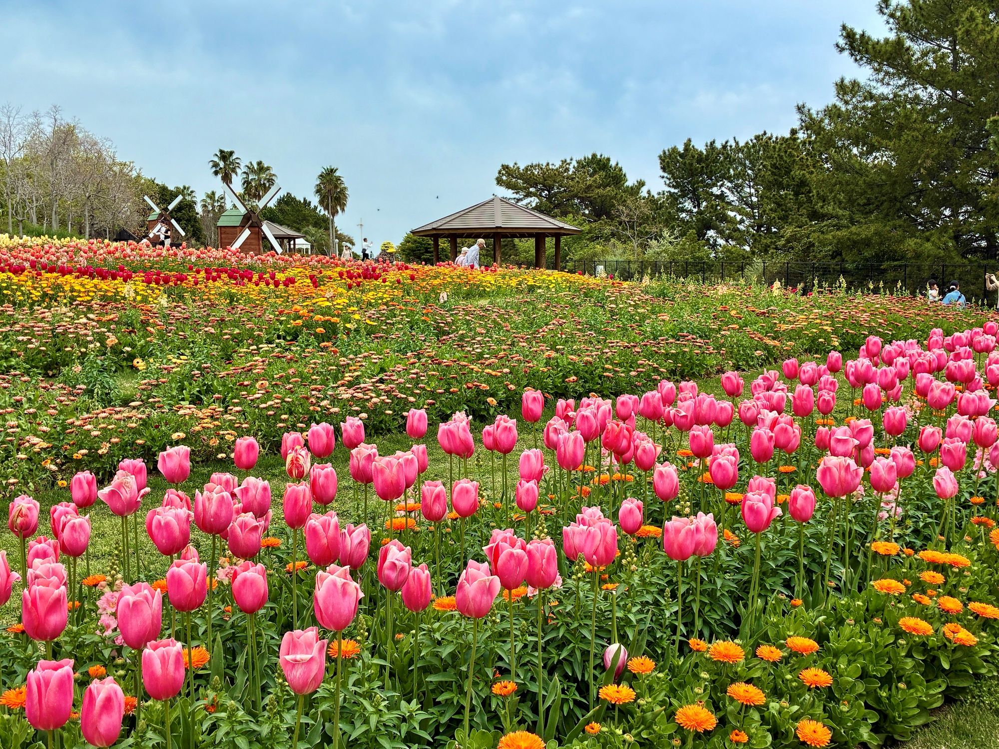 国営明石海峡公園の花畑