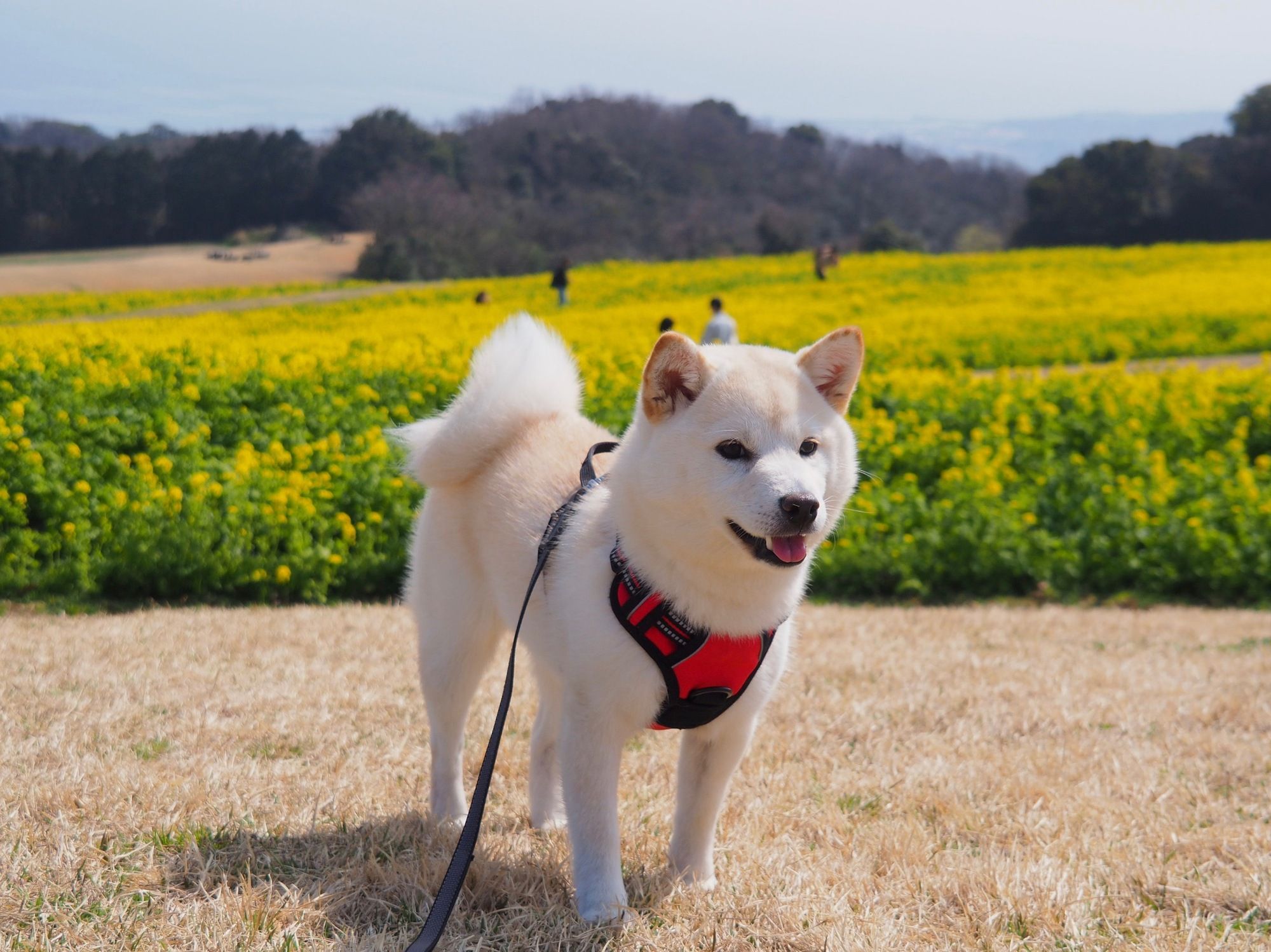 菜の花畑のそばを歩く愛犬