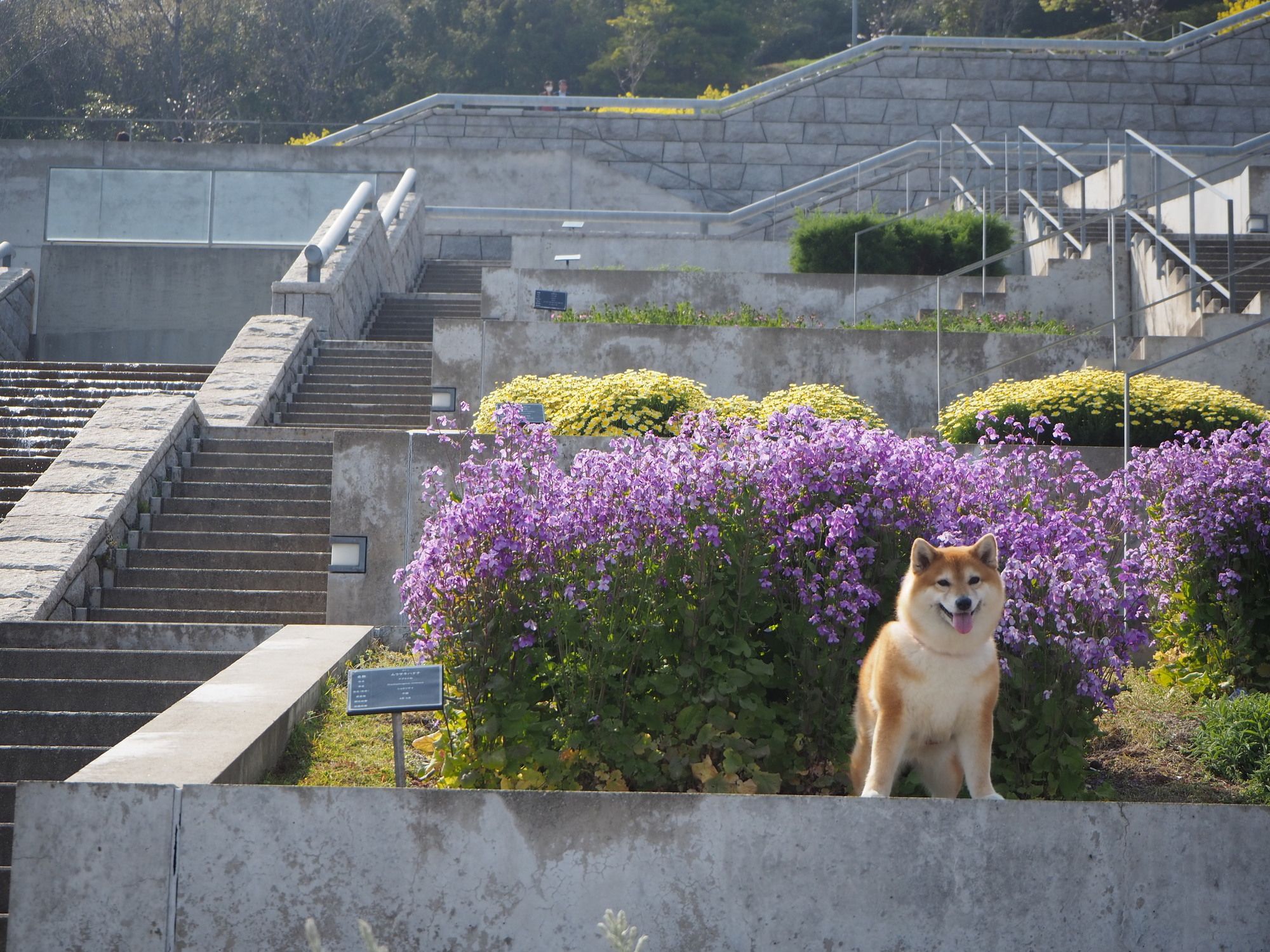 百段苑の花壇のそばで過ごす愛犬