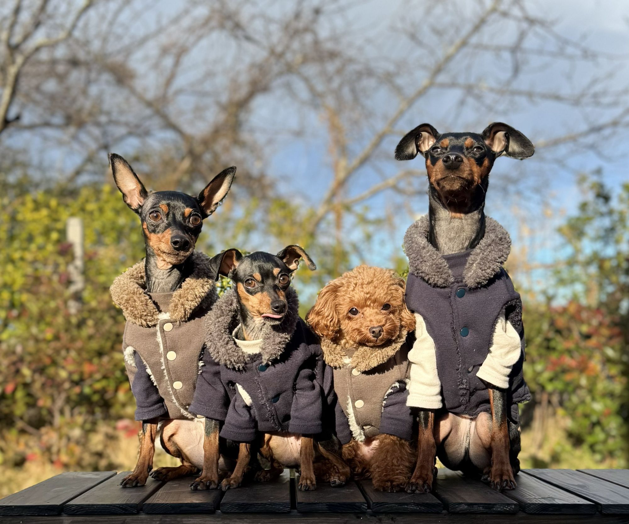 専用ドッグランで遊ぶ犬