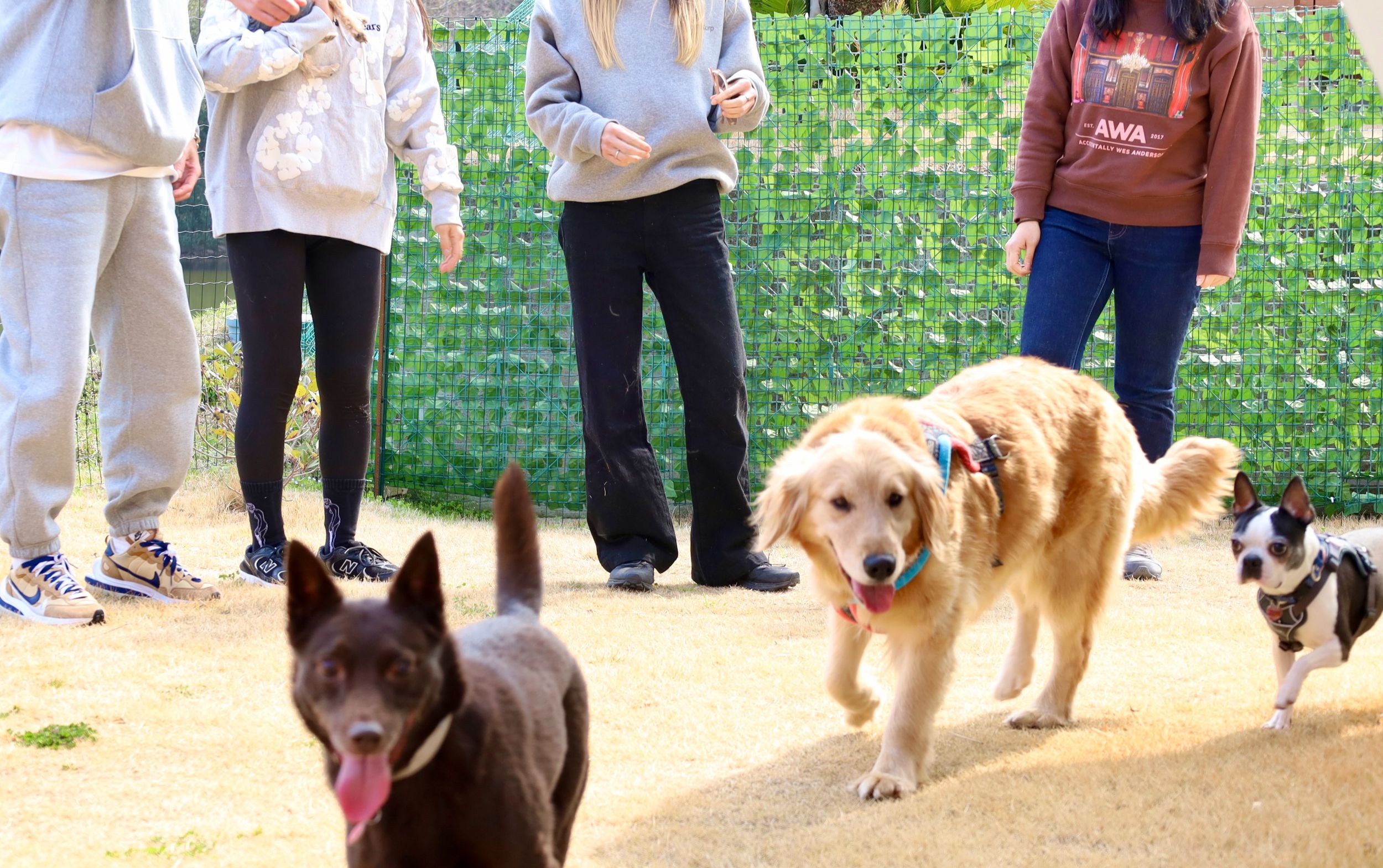 ドッグランで遊ぶ愛犬たち