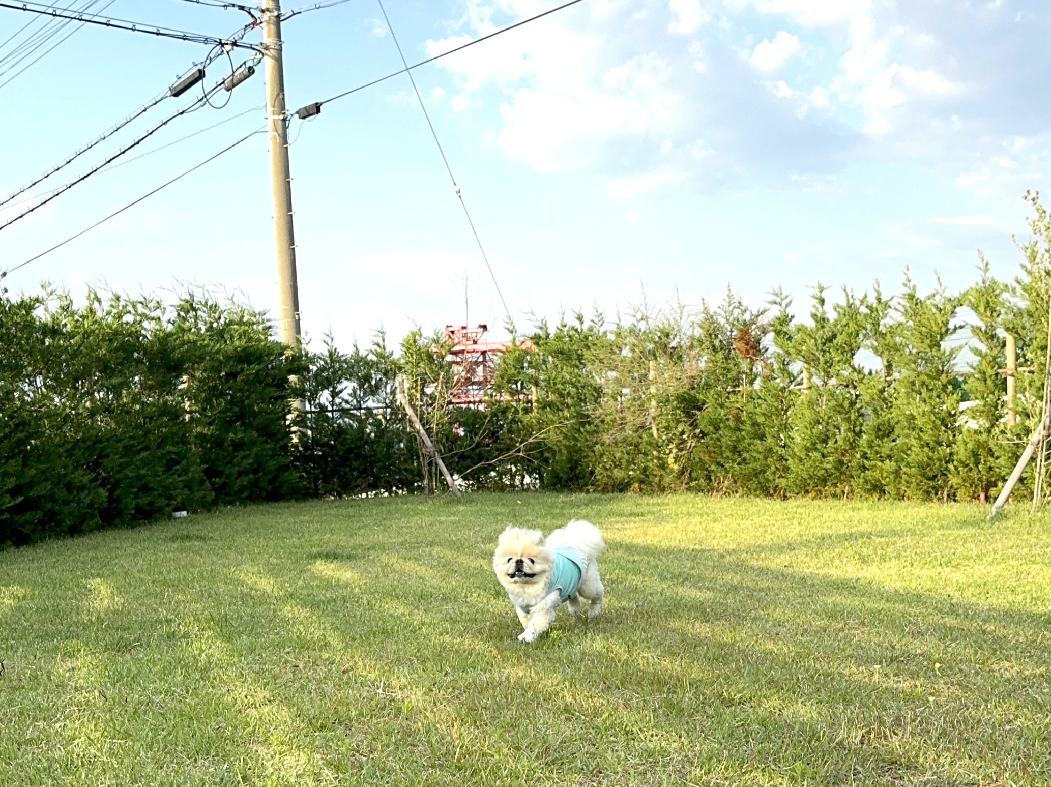 天然芝のドッグランを走る愛犬