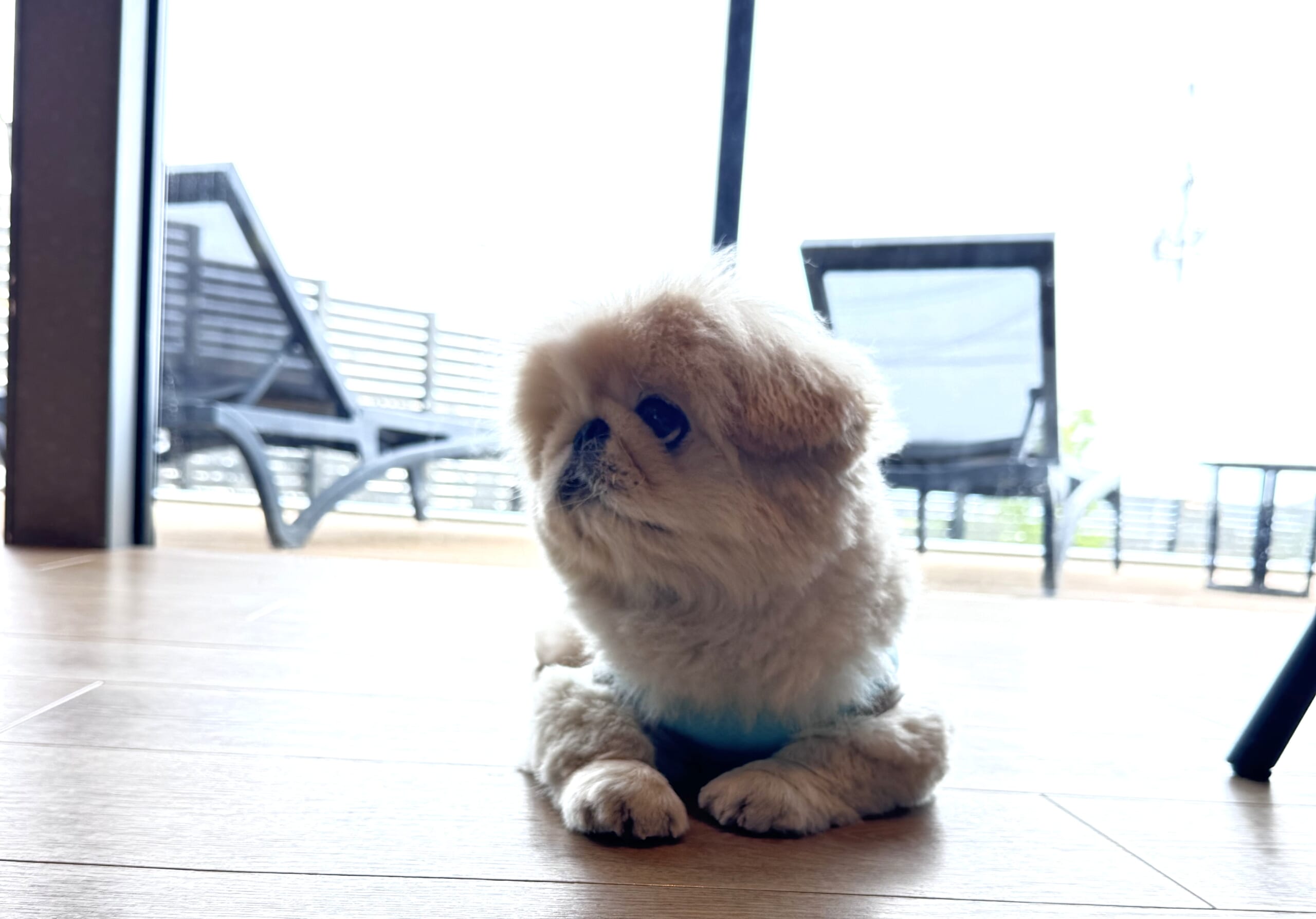 テラスでくつろぐ愛犬