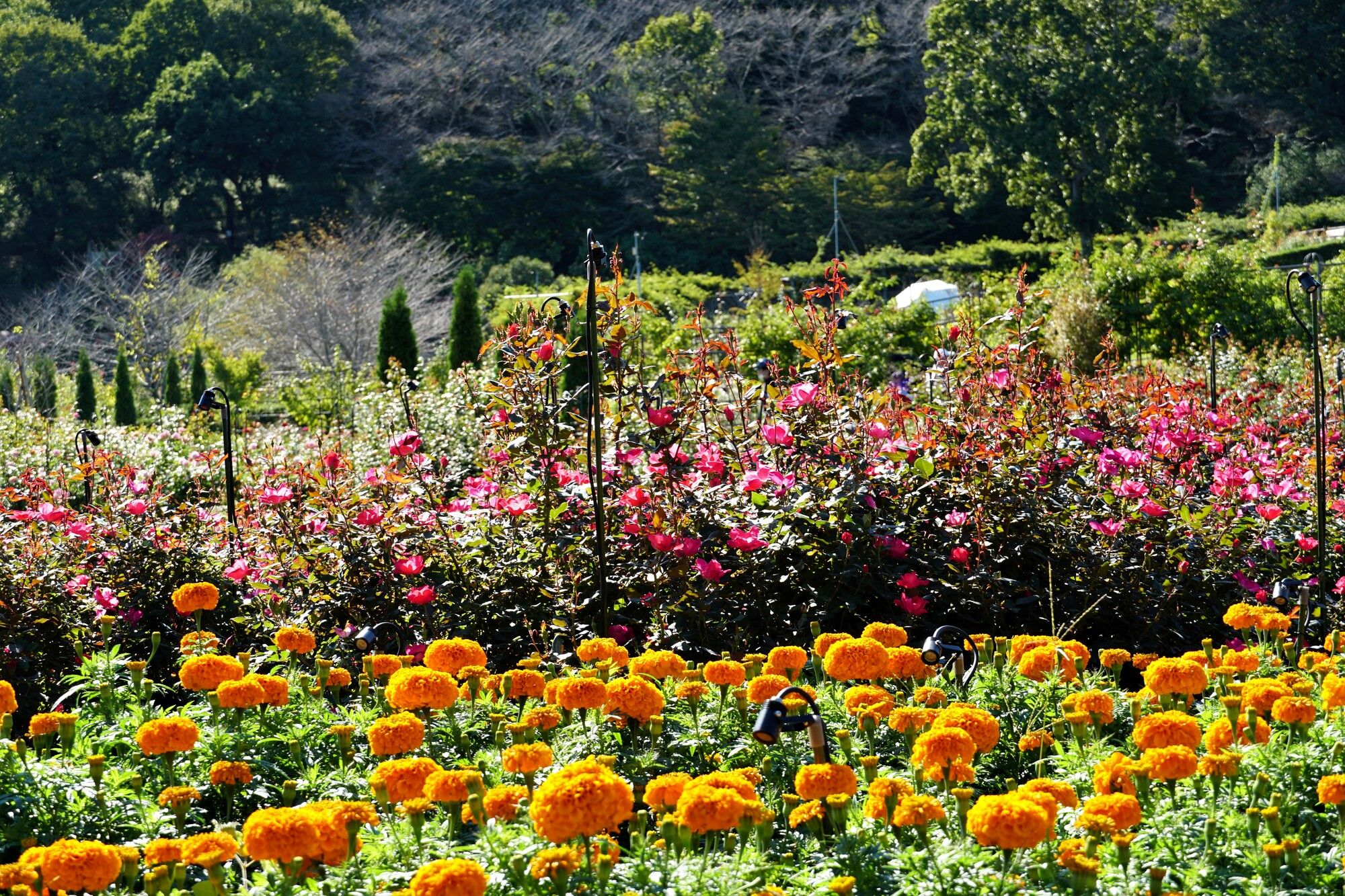 いばらきフラワーパークの秋の花