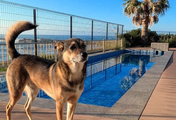 海を望むドッグランで過ごす犬
